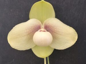 【北軽ガーデン】＊パフィオ＊フラスコ＊Paph.hangianum x sib＊原種＊パービ系＊ハンギアナム国産実生フラスコ＊優秀交配＊ベトナム原産＊