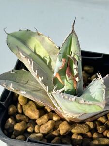 Agave titanota white diamond アガべ チタノタ ホワイトアイス錦 EU輸入 メキシコ原産