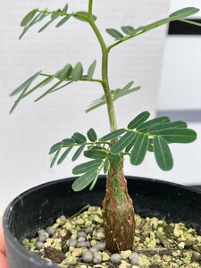 6919 「実生」センナ　メリディオナリス【種から発芽！・発根・Senna meridionalis】