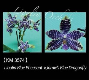 (^。 ^)(T6) 新入荷, Phal. (Lioulin Blue Pheasant x Jamies Blue Dragonfly)