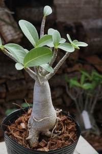 　Adenium arabicum (管理番号：ar27）アデニウム　アラビカム