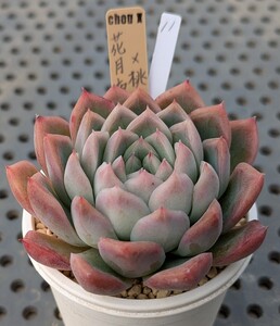 11.花月夜×桃太郎 実生苗 エケベリア 国産 多肉 Echeveria