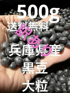 訳あり　兵庫県産　黒豆　産地直送　厳選　大粒　５００g