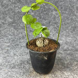 【鉢ごと発送】アフリカ型 亀甲竜 / Dioscorea elephantipes / 3号鉢 / 塊根・多肉植物【現品】 24-10-3-35