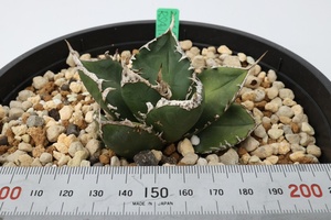 Agave titanota　アガベ　チタノタ　南アフリカダイヤモンド オテロイ　FO-076　OC株