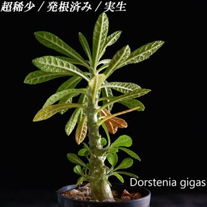 1円～ 超希少 ドルステニア ギガス Dorstenia gigas 発根済み 実生 1円オク 輸入 塊根植物 多肉植物 最落無し