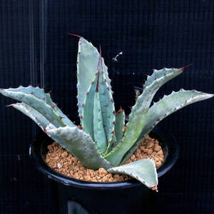 アガベ・テマカプリネンシス 実生株 Agave temacapulinensis ∂∂∂