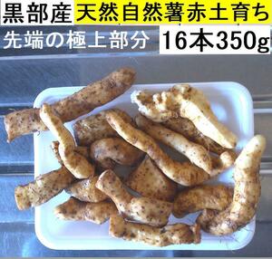 【送料無料】(関東 東海 近畿 北陸 信越)黒部産・超粘り！赤土粘土の典型的天然自然薯 16本≒350g