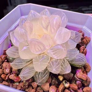 多肉植物　ハオルチア　菘藍錦　新品種　糊斑 透明窓　親株