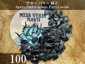 アガベ パリー 種子 100粒+α Agave Parryi subsp. Parryi 100 seeds+α 種