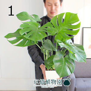 【現品】モンステラ 7号 白角鉢（1）Monstera