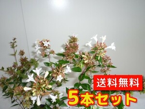 アベリア 樹高0.4m前後 13.5cmポット （5本セット）（送料無料） 苗 植木 苗木 庭