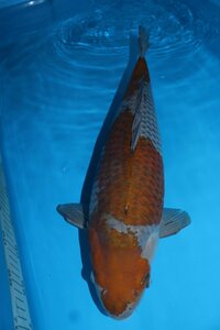 【魚酔#Z033】廣井養鯉場産 落ち葉しぐれ 53cm メス