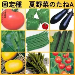 固定種夏野菜の種A●ピーマンナスオクラインゲンキュウリマクワウリ空芯菜ミニトマト