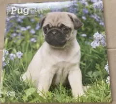 2024 カレンダー こいぬ Pug 壁掛け 月めくり 犬 Pug 好き