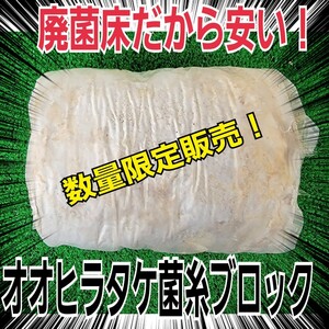 クワガタの産卵材の代わりに抜群です！　オオヒラタケ菌床ブロック　　マットに埋め込むだけ！　簡単にほぐせるので、割り出しが楽です！