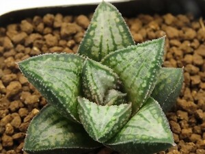 ■[W025]錦帯橋交配A　ヤマト運輸 【多肉植物　Haworthia　ハオルチア　ハオルシア】