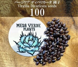 バージリア ディバリカータ 種子 100粒+α Virgilia Divaricata 100 seeds+α 種 ケープライラック