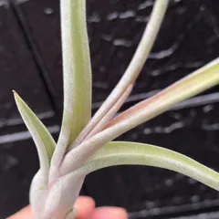 くりんくりんカーリースリムの親＊ ふっくら肉厚ずっしり大株＊ チランジア インターメディア Tillandsia intermedia＊エアプランツ＠フラワーショップ江口