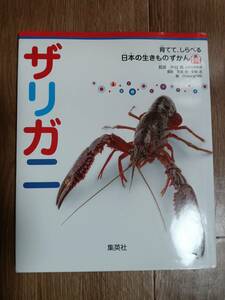 育てて、しらべる 日本の生きものずかん 3 ザリガニ　中谷 勇（監修）佐藤 裕/安東 浩（撮影）集英社　[m503]