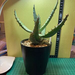 アロエ Aloe フェロックス 多肉植物