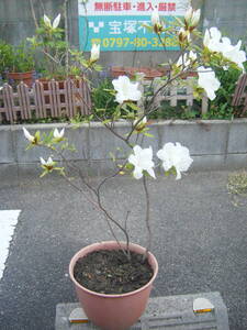 ヒラドツツジ　白花　１００ｃｍ　樹高（鉢底より）８号鉢③　　庭木　植木　花言葉「恋の喜び」「節度」「慎み」 　☆ 白い花は「初恋」