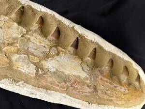 ◆モササウルス 顎骨 化石◆モロッコ ケムケム 海生爬虫類◆スピノサウルス ティラノサウルス 恐竜 三葉虫 牙 歯 クロウ 好きの方にも/993