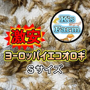 700匹(死着保証込み)　Sサイズ約(0.7～1cm)　激安ヨーロッパイエコオロギ　コンパクトボックス発送