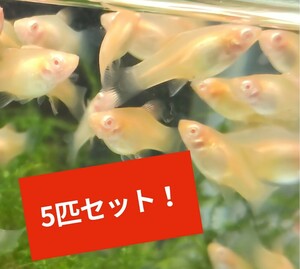 アルビノプラティ 稚魚 5匹 お得！