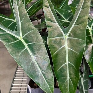 Y406「L」Alocasia longiloba 