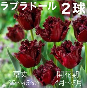 チューリップ球根 ラブラドール フリンジ咲き 球根 秋植え球根