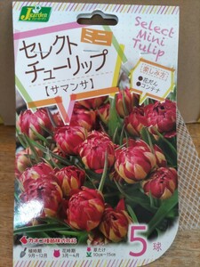 【球根：即決】原種チューリップ サマンサ（八重・枝咲）５球入　　【第４種郵便発送・送料無料】