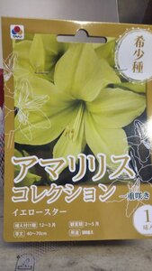 ３袋以上でクーポン割引 アマリリス イエロースター １袋 球根 タキイ 郵便は送料無料 フレッシャーズ 希少