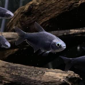 ＰＵＲＥ熱帯魚☆即決 ブラックエンペラーテトラ　１０匹　真っ黒になるテトラ！インパクト間違えなし☆