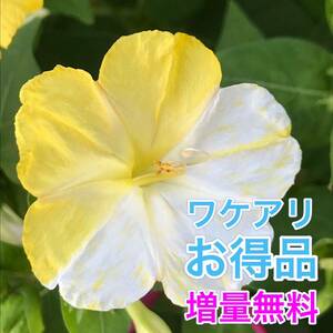 【ワケアリ】オシロイバナの種(白×黄) 30粒　　　　　花の種