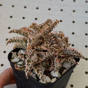 アロエ 実生 ハイブリッド 多肉植物 Aloe hybrid 84