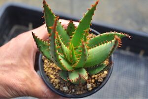 アロエ　ブローミー　 多肉植物　 実生 Aloe エケベリア　ディッキア　珍奇植物　アガベ 