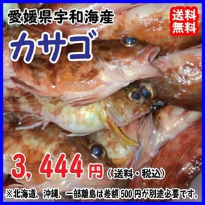 愛媛 カサゴ 120-200gサイズ 400-500g原体分 刺身 煮魚 焼魚 下処理済み 送料無料 宇和海の幸問屋