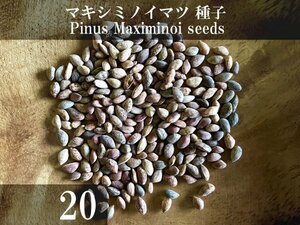 マキシミノイ マツ 種子 20粒+α Pinus Maximinoi 20 seeds+α 種 松 Thinleaf Pine