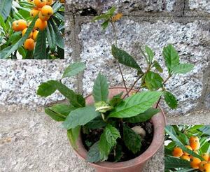 野生の枇杷「ビワ.びわの苗」移植用.抜き苗/複数本