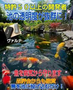 池の水質が抜群になります！【ヴァルナ池用】錦鯉の飼育者絶賛！病原菌や感染症など有害物質を抑制し透明度が抜群になります！色艶もアップ