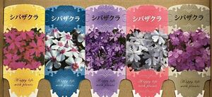 花咲き終わり来季用 芝桜 苗20ポット