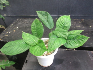 ＫＮ　１円！　モンステラ(ホウライショウ属）　アダンソニー　‘サンアントニオ‘（MONSTERA ADANSONII `SAN ANTONIO`）　　0.8Ｍ以下