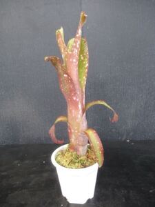 ＫＮ　ビルベルギア(ツツアナナス属）　ハイブリッド　‘ジャネット　ウィルソン‘（BILLBERGIA hybrid `JANET WILSON`） 0.8Ｍ以下