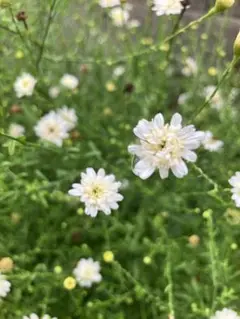 カリメリス七変化《株分け》苗・3本