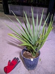 11/14撮影・現品◇サバルヤシ パルメットヤシ 7号鉢植え◇ Sabal palmetto◇強耐寒性（品番WH）