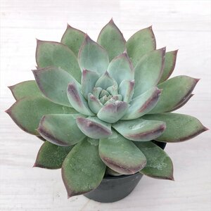 1001-002 エケベリア リンゼアナ B 大株 9cmポット レア 多肉植物 現品