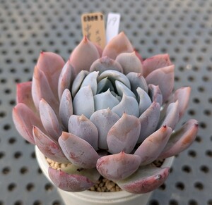 19.中里リンゼアナ×ライラックムーン 実生苗 エケベリア 国産 多肉 Echeveria