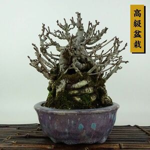 盆栽 木瓜 樹高 約20cm ぼけ 高級盆栽 Chaenomeles speciosa ボケ バラ科 ボケ属 落葉樹 観賞用 小品 現品