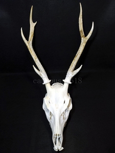 【白角】雄鹿の頭骨 20220826 オス シカ インテリア スカル トロフィー 骨格標本 頭蓋骨 頭骨標本 鹿の角 鹿角 角 ツノ 鹿 頭 骨